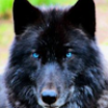 wolfecyann219